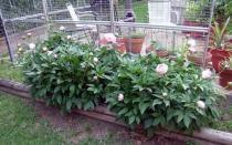 Why peonies don’t bloom and what to do The peony has stopped blooming, what to do